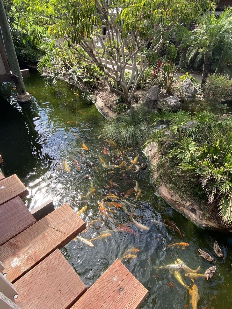 Koi pond on premises.  Kids can feed them