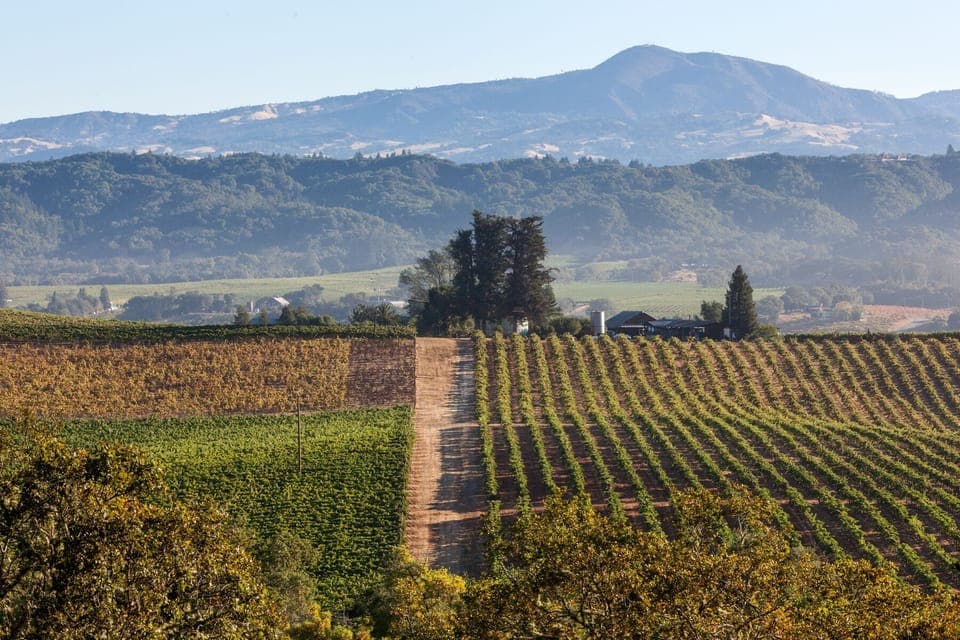 More detail showing our view of Geyser Peak, beautifully changing with seasons.
