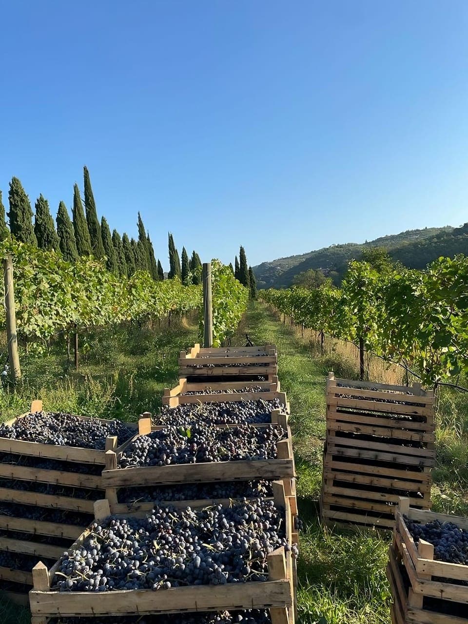 Harvest in autumn, a cherished moment, when the autumn light subtly changes