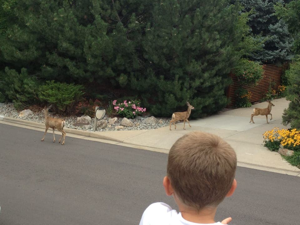 The locals visit very often
