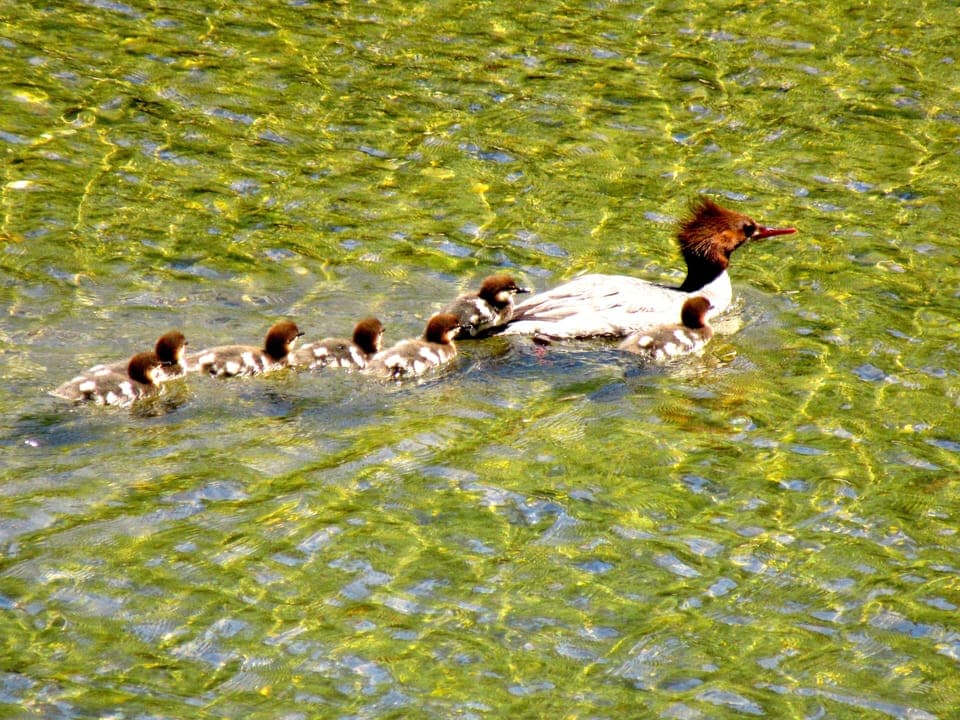 Wildlife! Woodland and Mallard ducks love the Russian River.