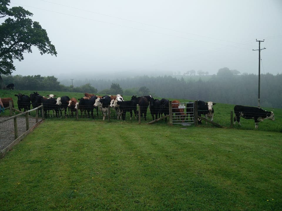 Some friendly cows to chat to