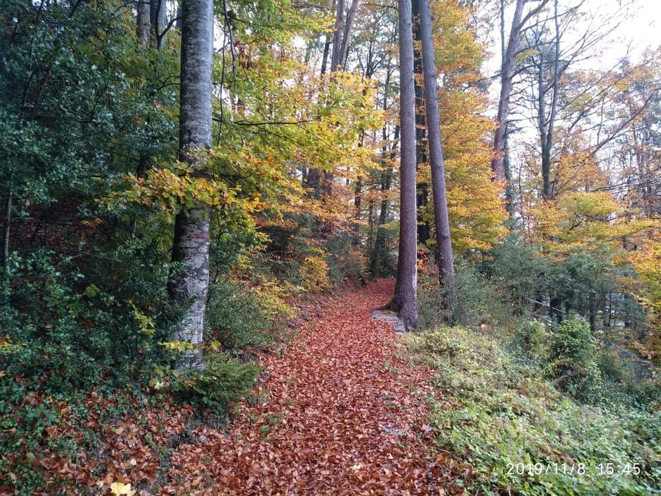 Hiking / jogging trails in the forested hill just across the road