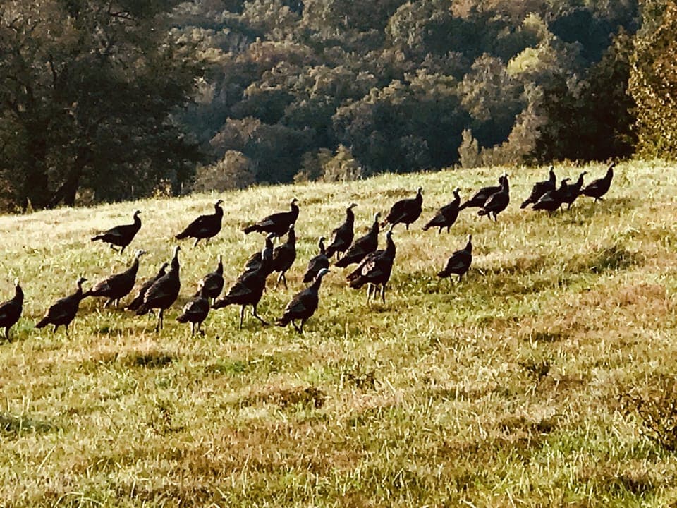 Wild turkeys in the field beside the house