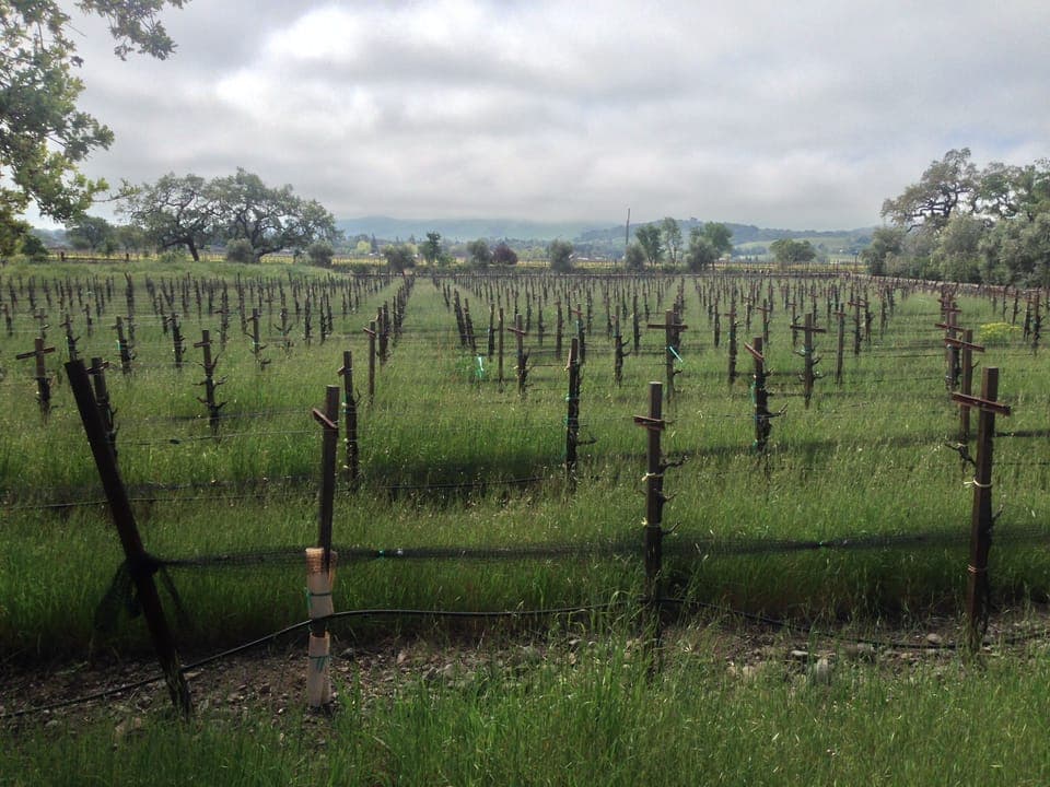 Stonewall Vineyard produces the finest Sonoma Valley Zinfandel grapes.