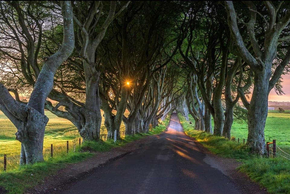 The dark Hedges as on game of thrones.