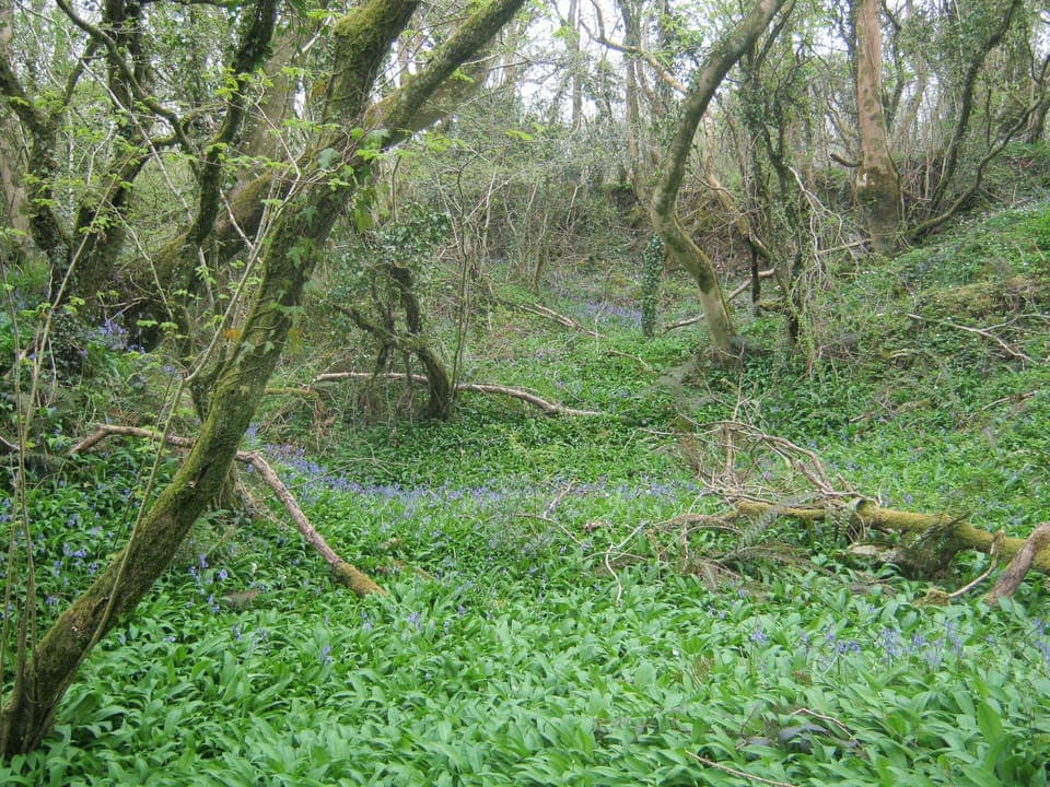 local bluebell woods