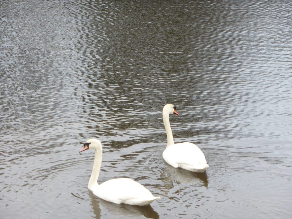 Swans on the lake