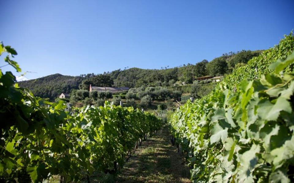 View from the vineyard