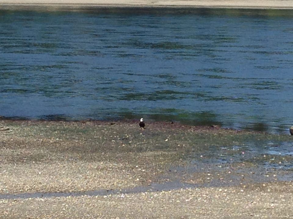 Low tide Bald Eagle