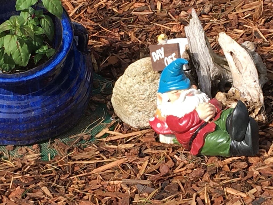 A vignette from backyard