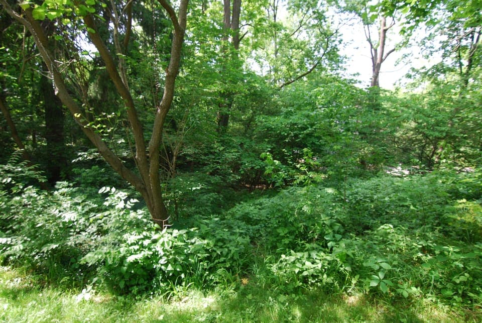 View of yard from Patio