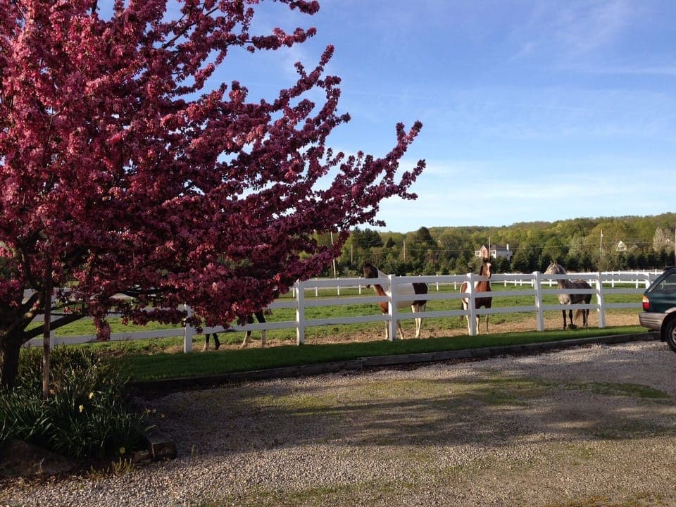 Scenic View of the Horses Grazing in the Front Paddock.
