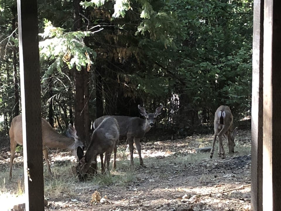 we have deer that visit often!