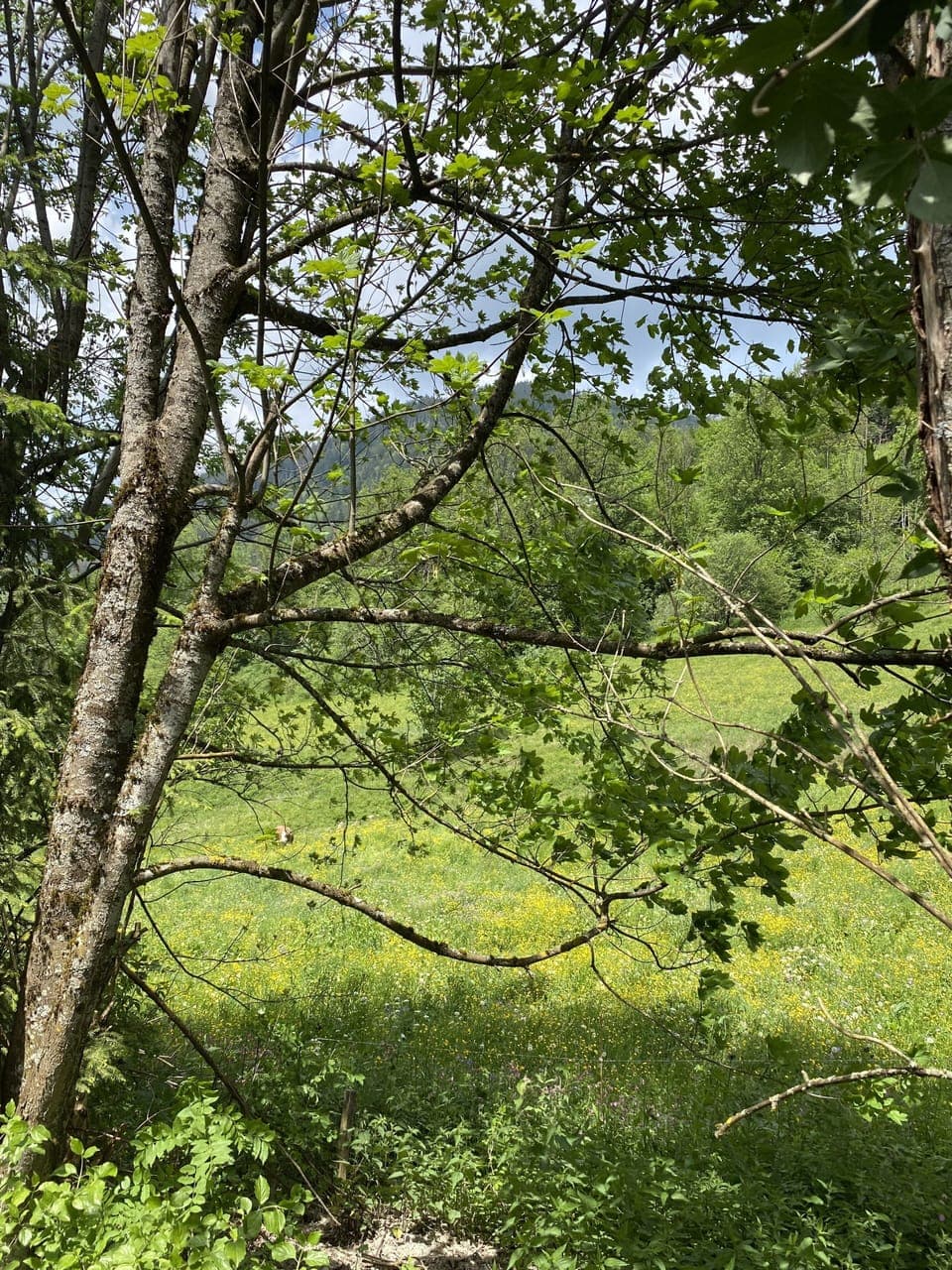View from behind the chalet