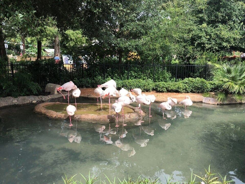 SA Zoo - 3 min drive distance from the apartment