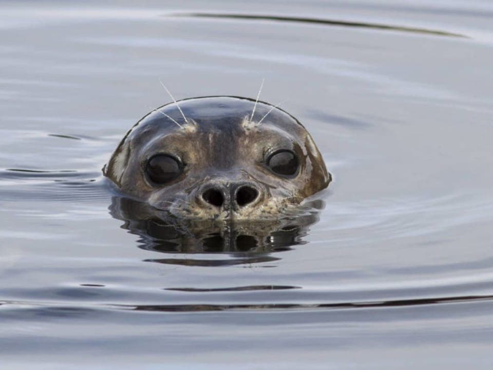 You never know when one of our resident seals will pop up. 