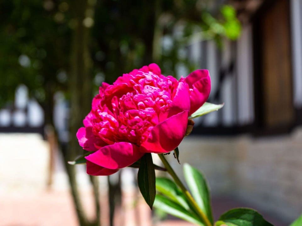 Flower, Plant, Botany, Petal, Pink, Rose, Garden Roses, Tints And Shades