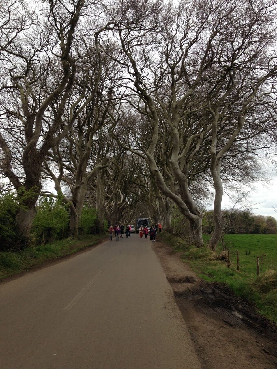 Dark hedges