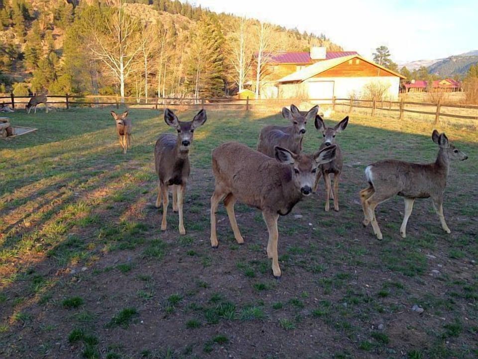 Visitors