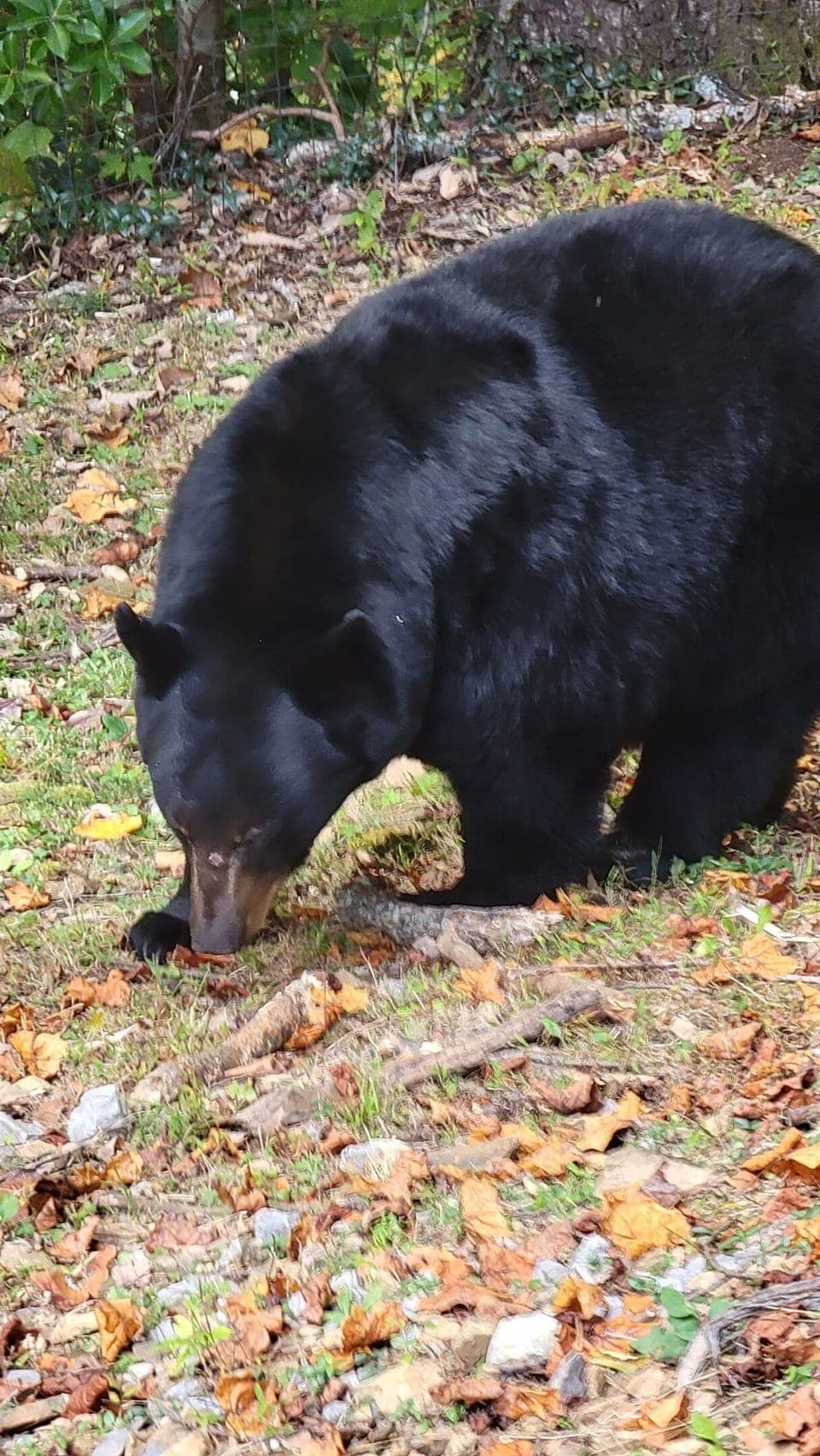 Bear in backyard