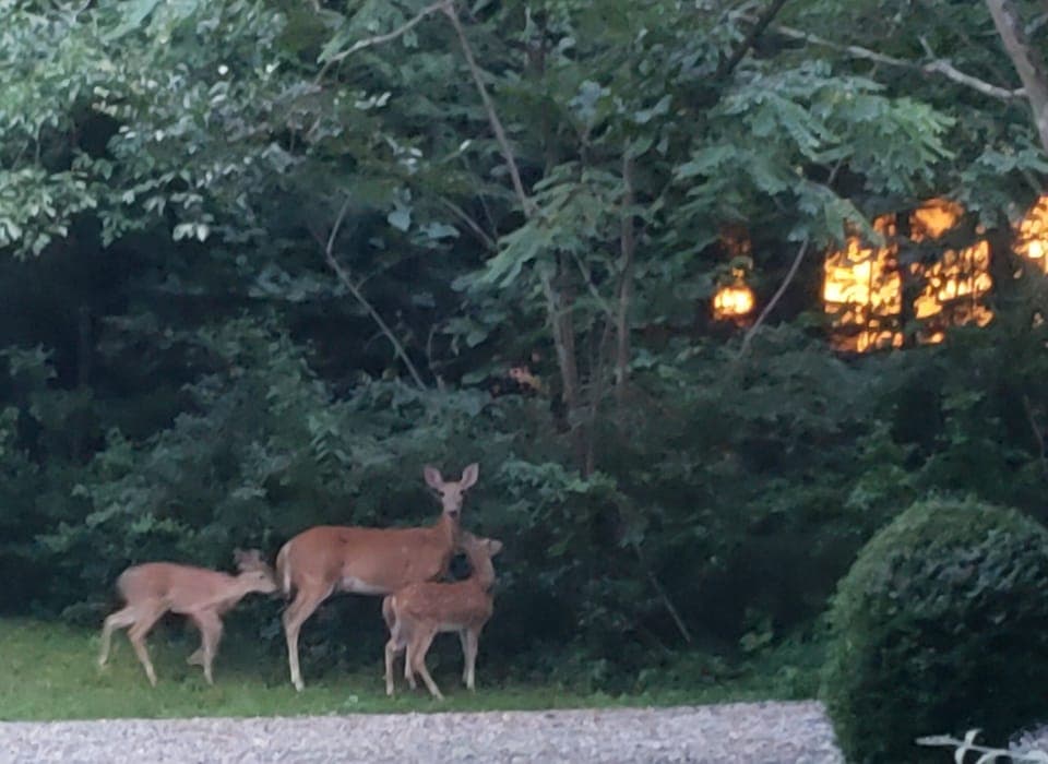 If you are quiet,  our friends from the forest may come visit. 