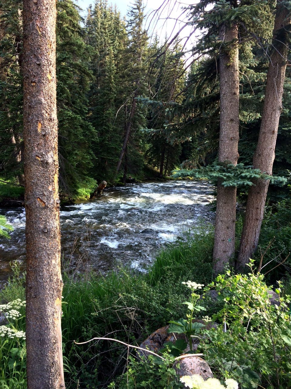 Water's Edge view of Gore Creek in the summer!