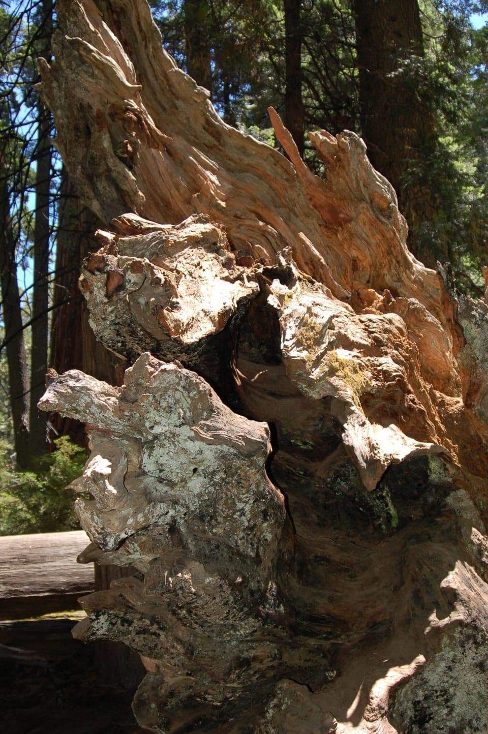 Calaveras Big Trees; 20 min. away with an easy trail among amazing trees. 