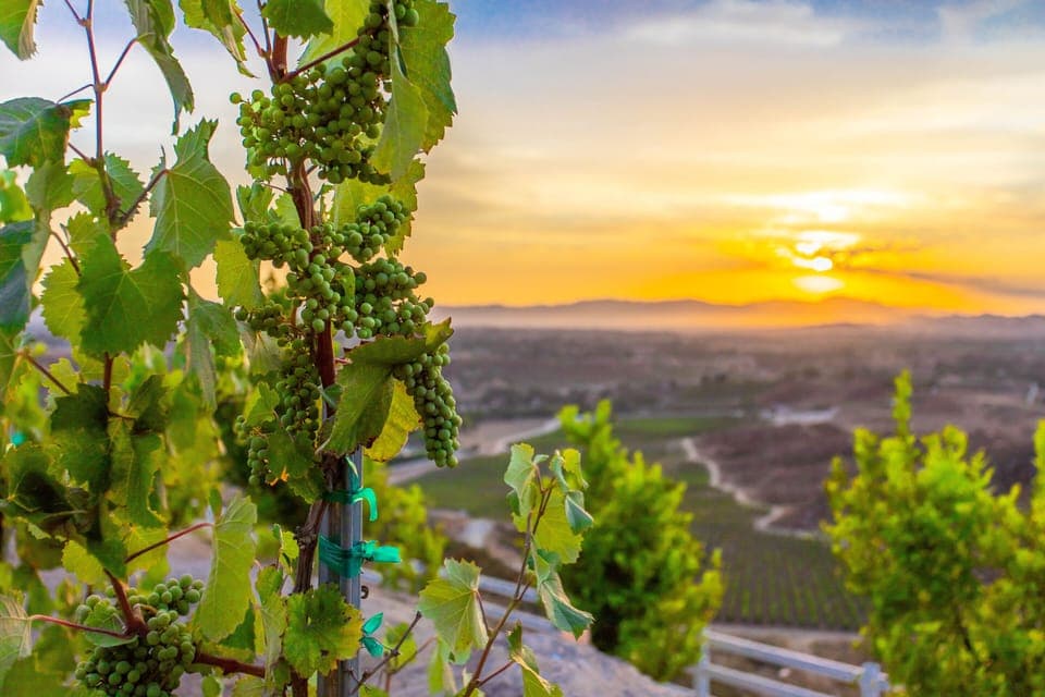 View from the Villa de la Vine's vineyard. 