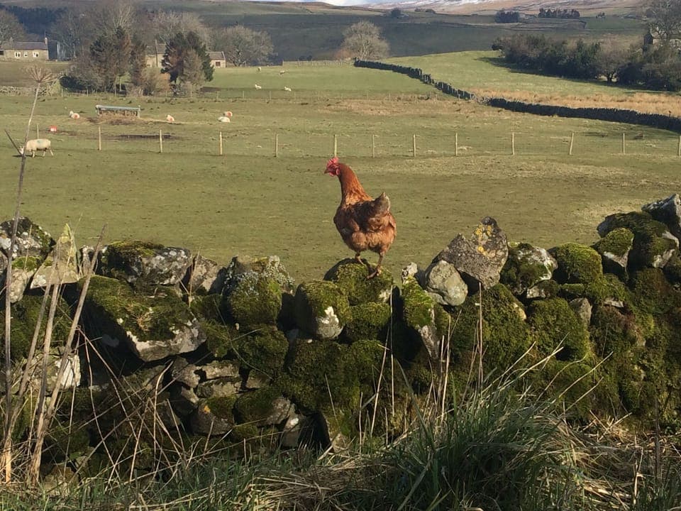 Romaldkirk to Mickleton Railway walk 
+ Cheeky chicken