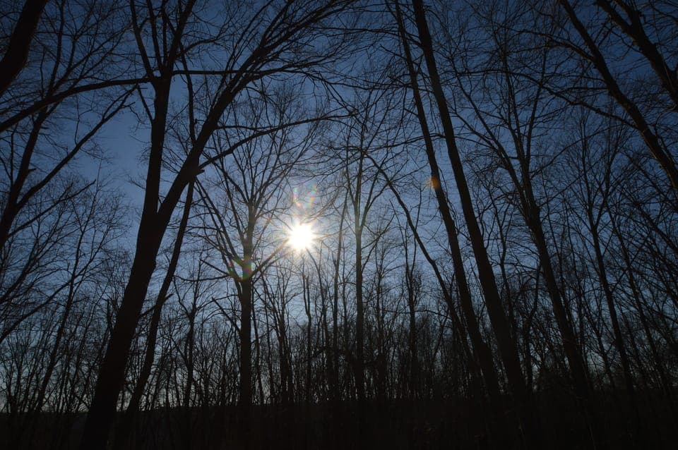 On a walk in the woods February 22, 2020.