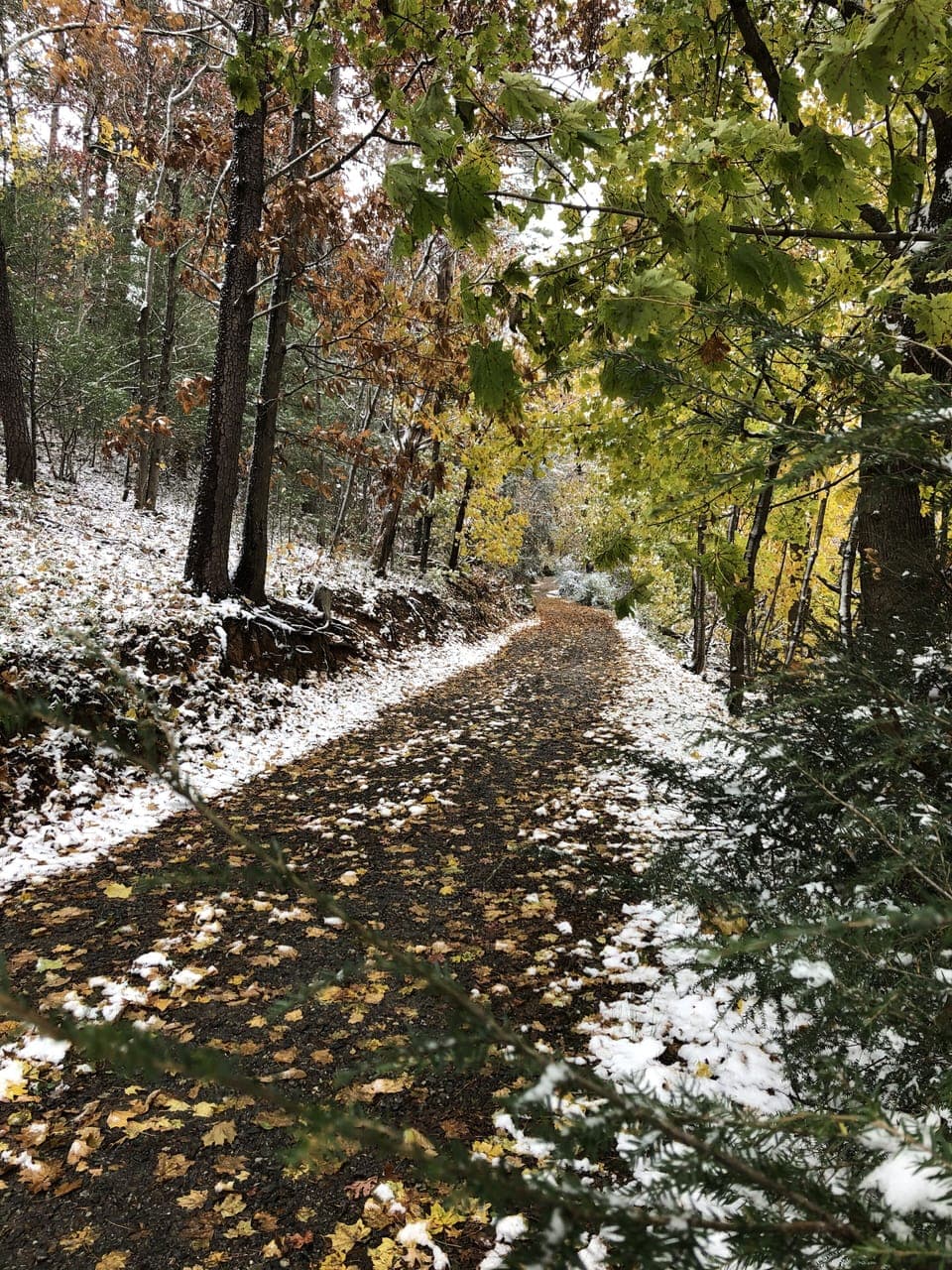 Fall 2019 first snow (extreme snowfall isn't typical - just enough to be pretty)