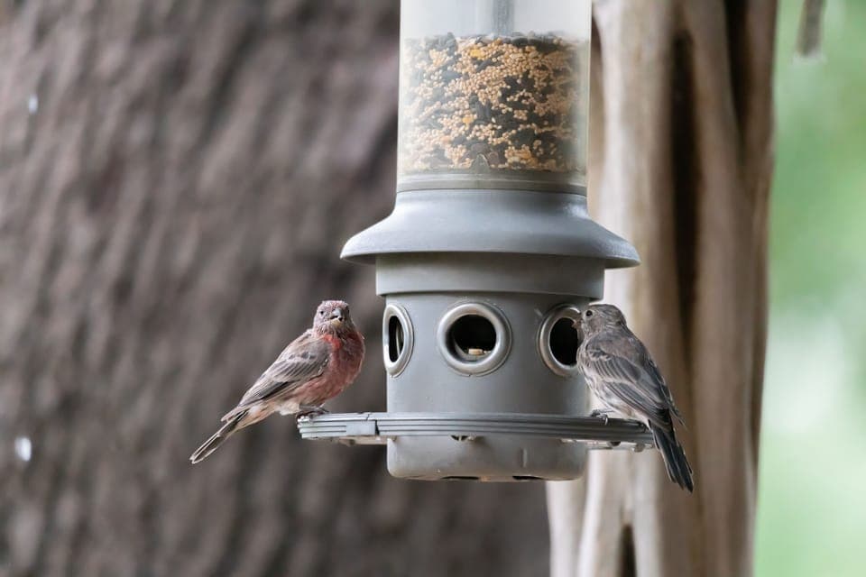 Birds at the bird feeder. Mary Danz photography. 