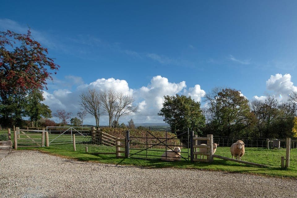 Sheep grazing in the field opposite The Cottage. 