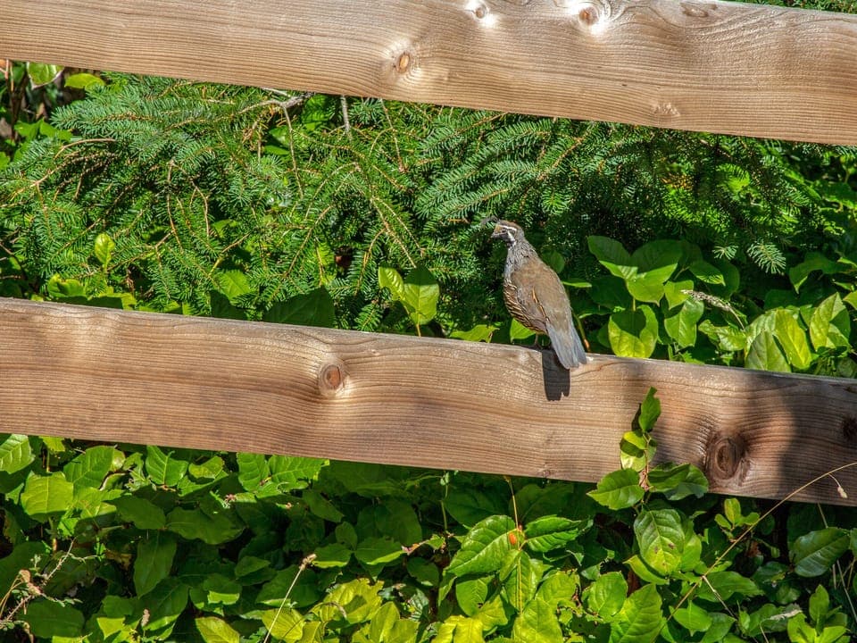 Local wildlife - Enjoy the local wildlife