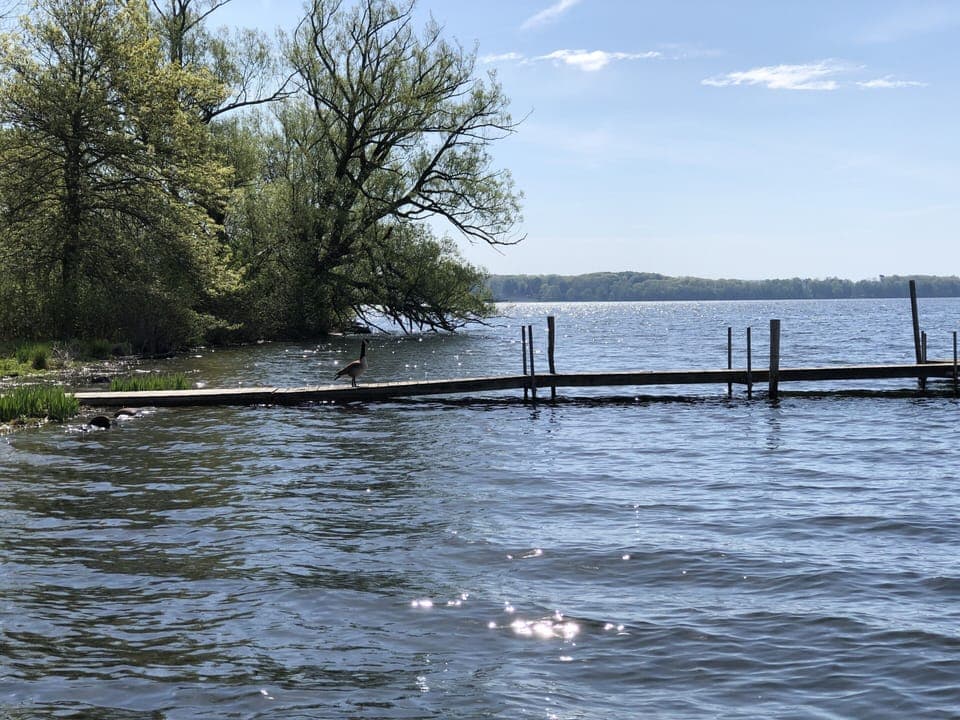 Wildlife everywhere around the lake! 