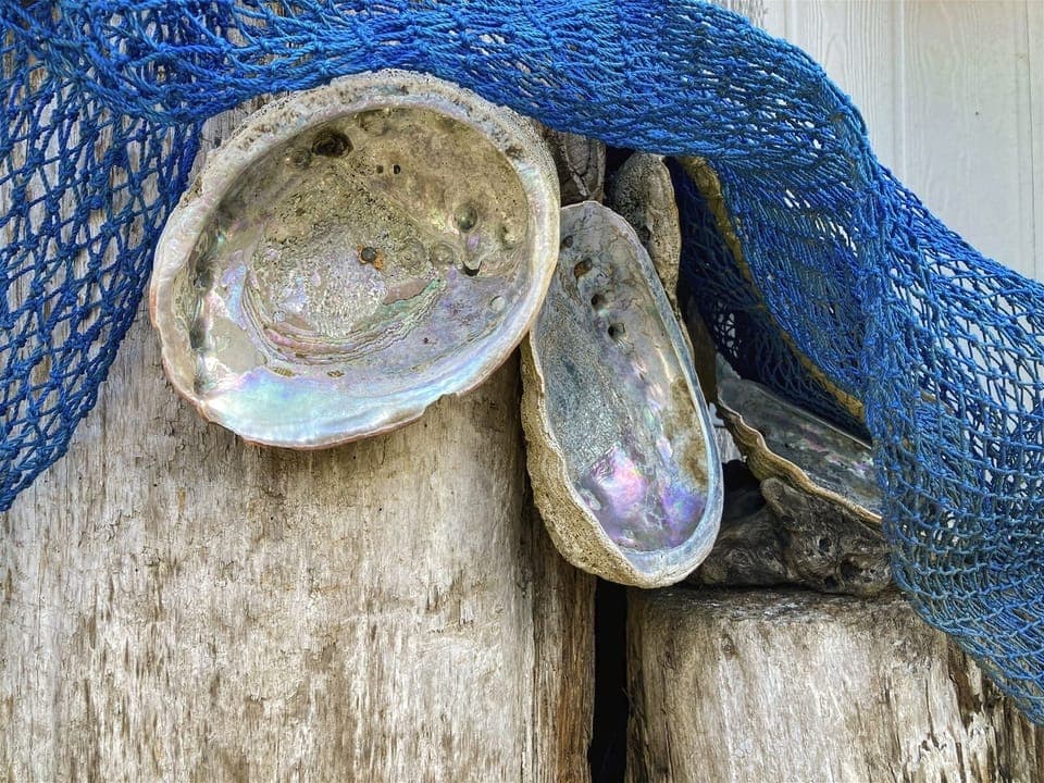 Emmanuel - Abalone Shells