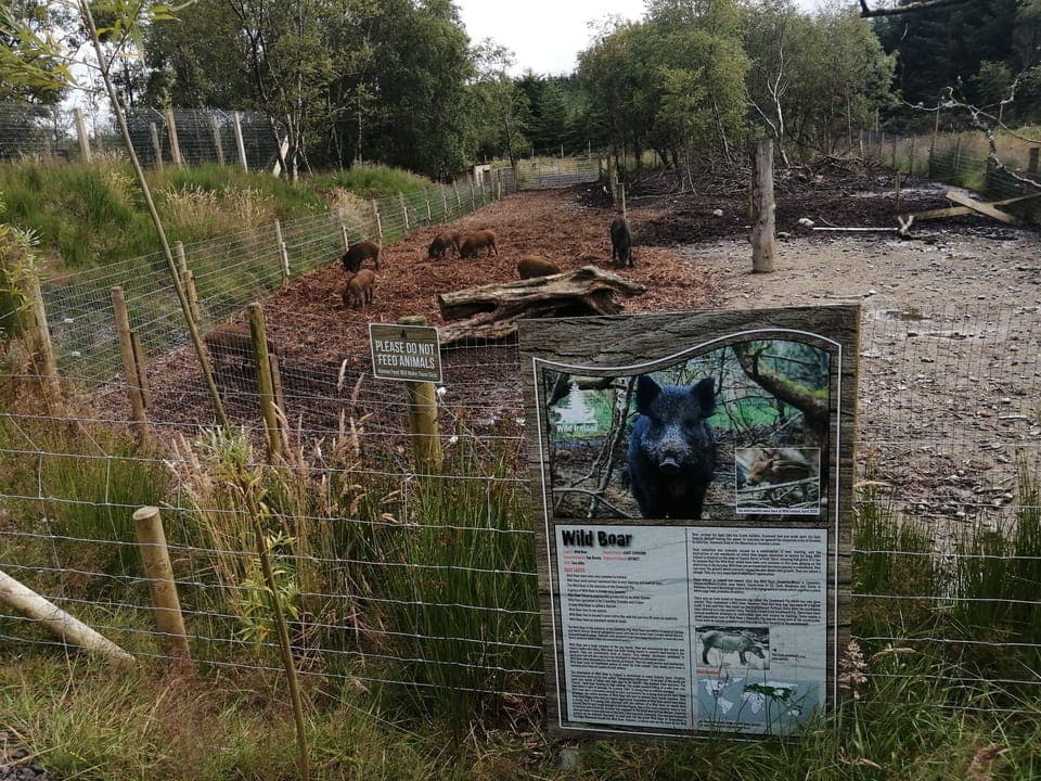 Wild Boar can be seen at Wild Ireland just 10 mins from apartment 