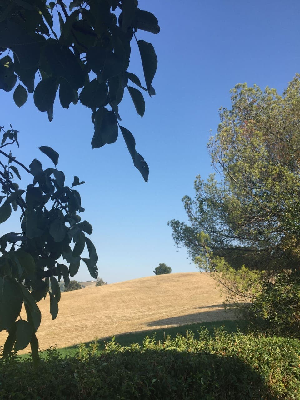 Views from the garden