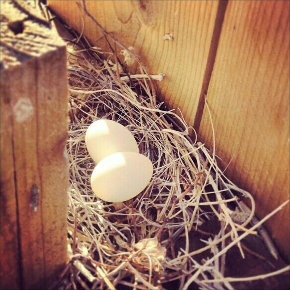 The wild life that shares our home - dove eggs!