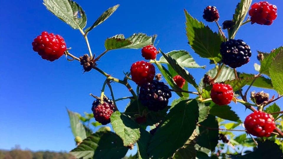 Visit one of the local orchards during any season!  Apples, peaches & berries!  
