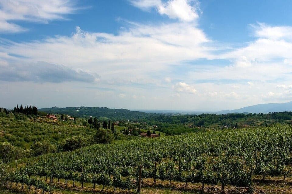 Vineyards and olive trees in the hills nearby