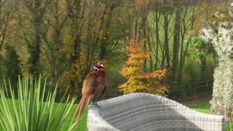 Wildlife in our gardens