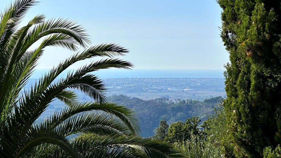 Sky, Natural Landscape, Terrestrial Plant, Vegetation, Arecales, Tree, Landscape, Plant, Palm Tree, Forest