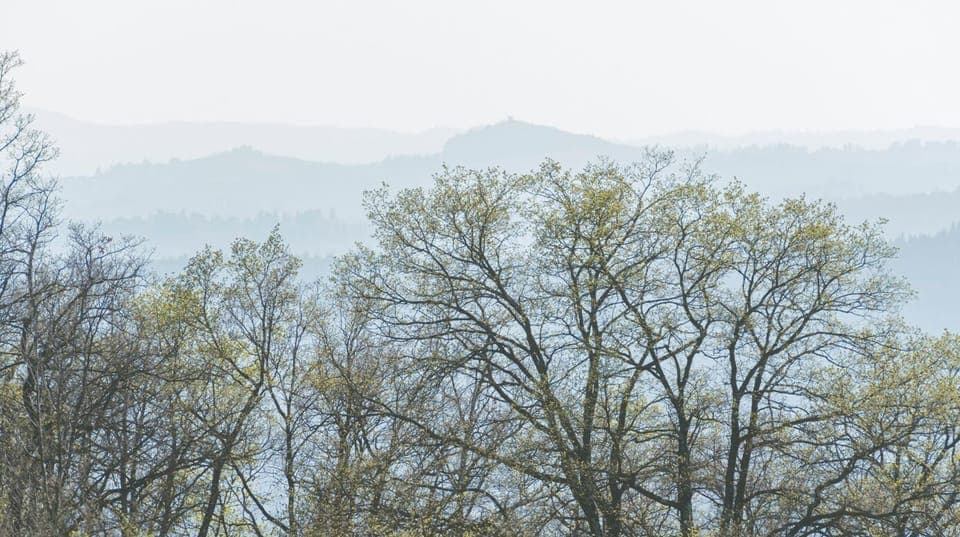 In front of the house. Spring