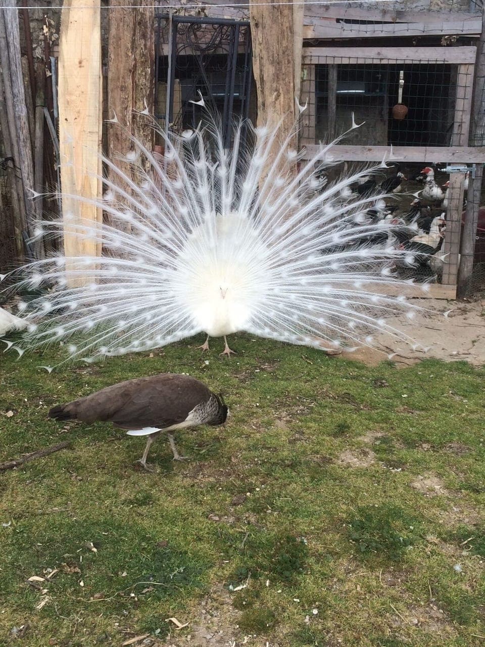 Biondino courting Nerina 