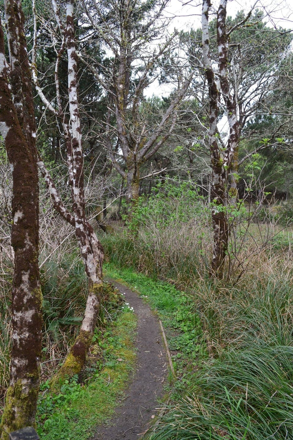 Trail to the beach on our property