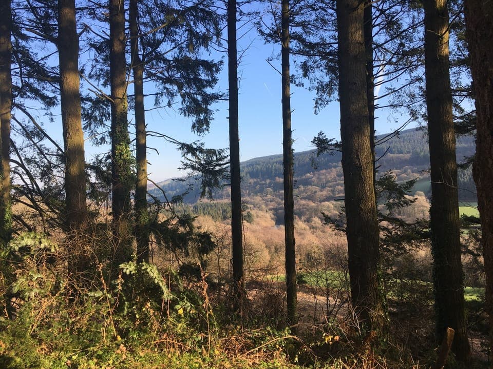 Brechfa Forest walks from our doorstep.
