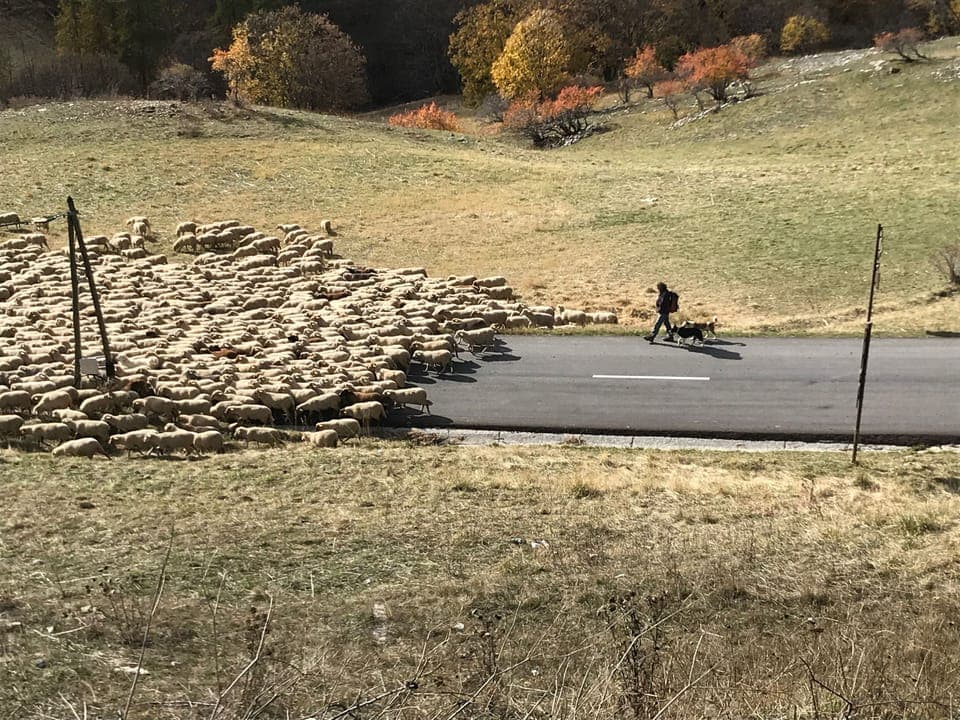 In the Autumn the shepherds move their flocks down the valley