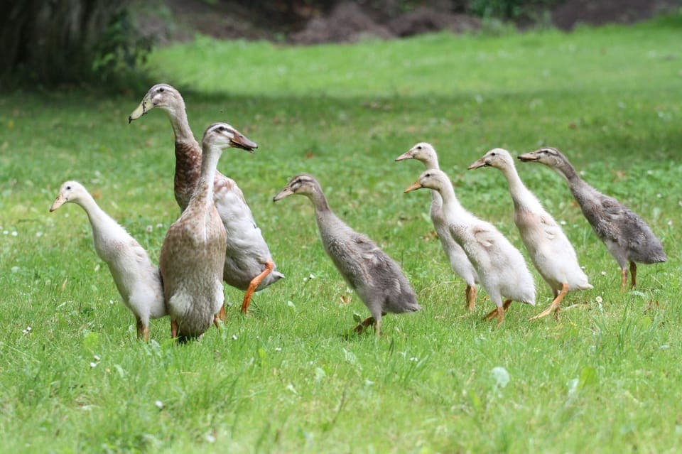 Running ducks
